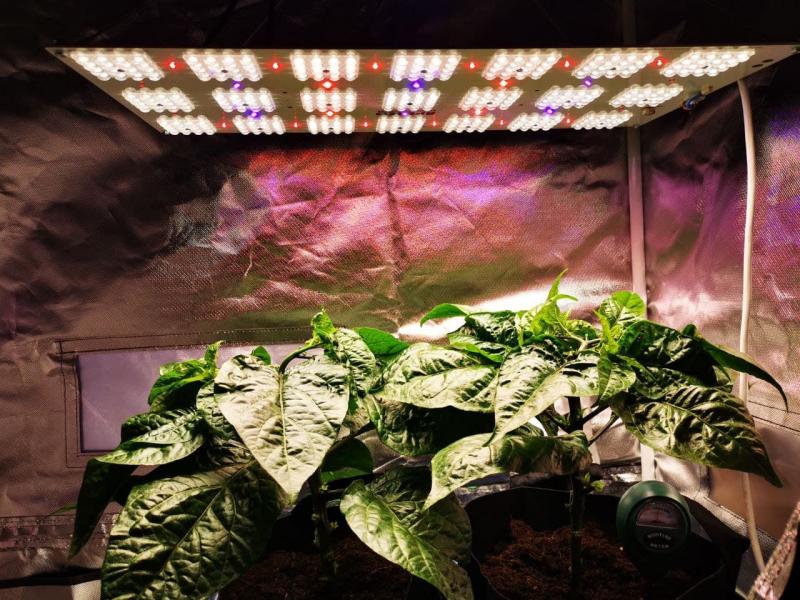7 распространенных мифов о светодиодном свете для выращивания растений