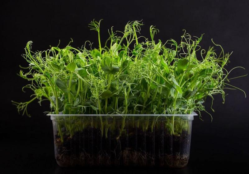Что такое микрозелень, как и что выращивать?